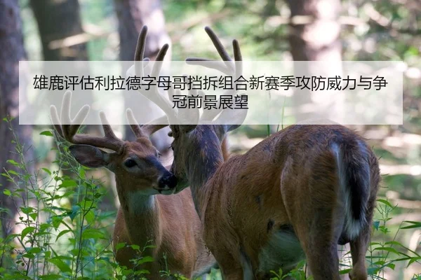 雄鹿评估利拉德字母哥挡拆组合新赛季攻防威力与争冠前景展望